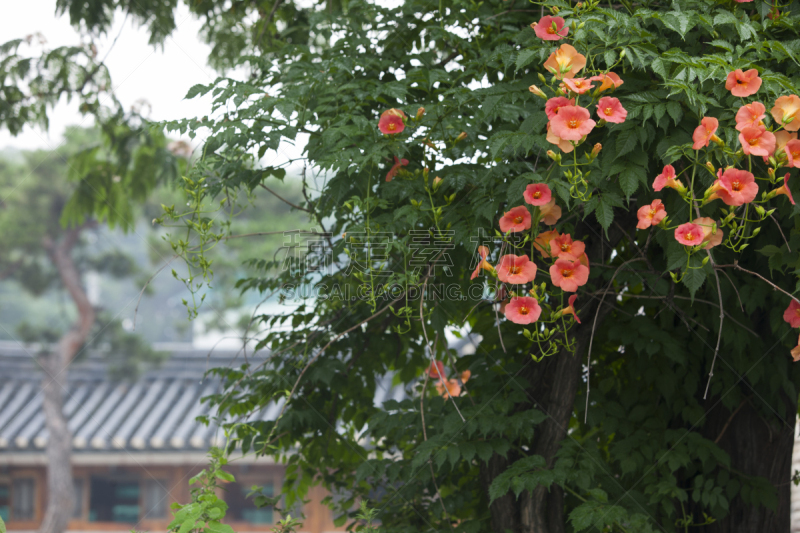 小号,攀缘植物,自然,有蔓植物,水平画幅,橙色,无人,丰富,夏天,户外