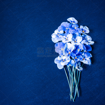平铺,三色紫罗兰,花束,蓝色,留白,蓝色背景,顶部,纹理,简单,花