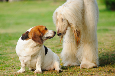 狗,阿富汗猎犬,圣伯纳犬,可爱的,宠物,纯种犬,图像,猎犬