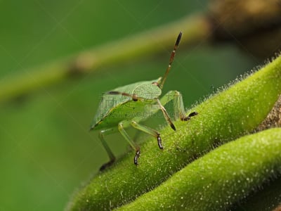 绿色,昆虫,green shield bug,斑颈步甲虫,高视角,动物习性,动物身体部位,尖利,野外动物,手电筒