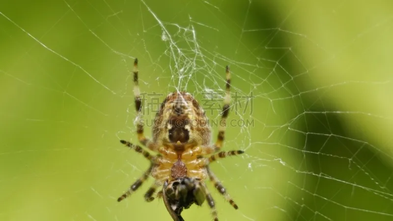 花园蜘蛛 蜘蛛恐惧症 蜘蛛 蜘蛛网 无脊椎动物 式样 水平画幅 英国 昆虫 摄影图片素材下载 稿定素材