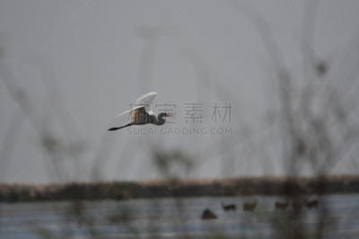 驴羚,大白鹭,水平画幅,无人,摄影