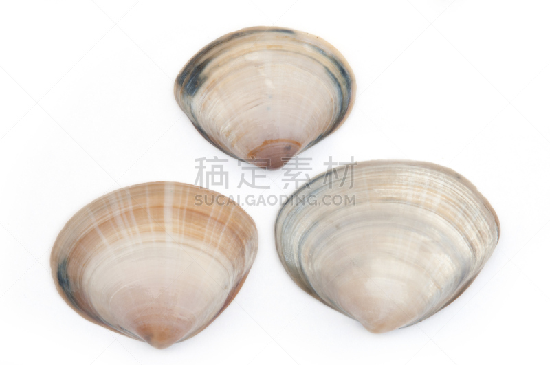 海浪,蛤蚌,自然,水平画幅,无人,软体动物,海产,材料,荷兰,黄色