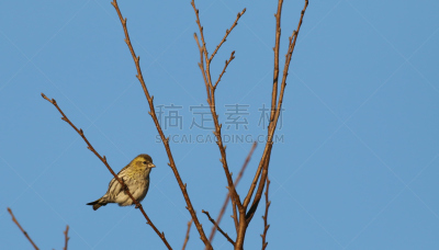松金雀,自然,图像聚焦技术,选择对焦,水平画幅,小的,无人,鸟类,动物身体部位,野外动物