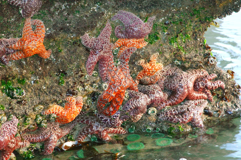 海星,岩石,奥勒冈海滨,西北,多样,野生动物,环境,橙色,俄勒冈郡,静水