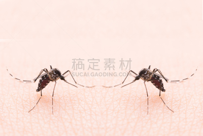 蚊子,埃及伊蚊,关闭的,高处,选择对焦,水平画幅,无人,科学,生物学