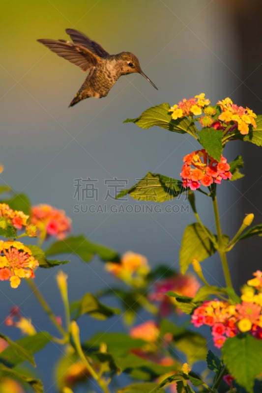 蜂鸟,动物食性,垂直画幅,野生动物,无人,鸟类,野生植物,仅一朵花,野花,动物主题