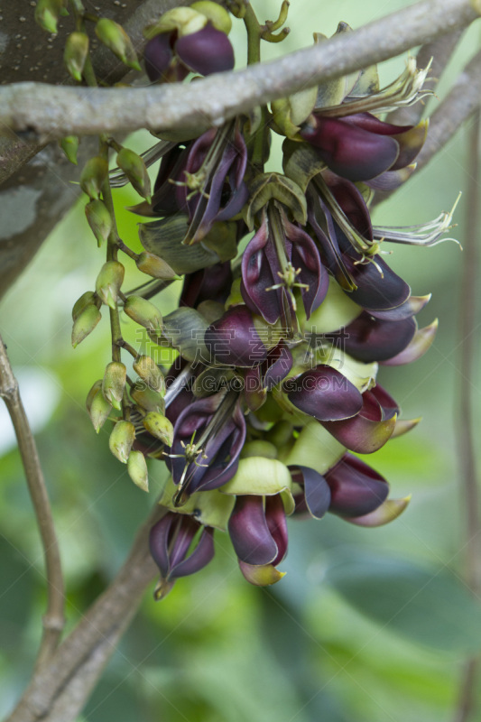 Mucuna macrocarpa　flower