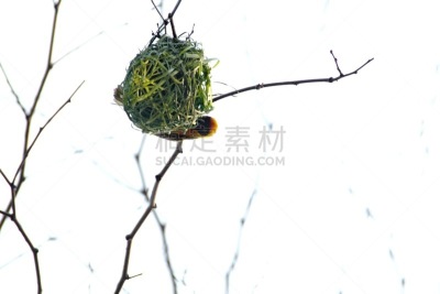黑脸织布鸟,动物的巢,约翰内斯堡,南部非洲,非洲,图像,比勒陀利亚,鸟类,南非,无人