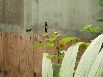 蝴蝶,植物,水平画幅,无人,早晨,野外动物,夏天,户外,特写,视力