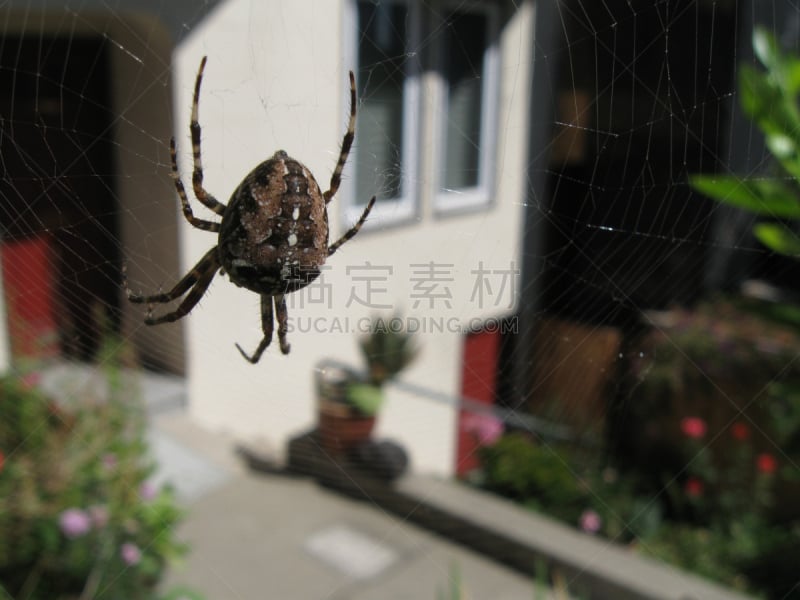 花园蜘蛛,园蛛科,室内幽灵蛛,湾区,旧金山,水平画幅,蜘蛛网,无人,蜘蛛,摄影