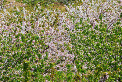 埃斯特雷马杜拉,高架铁路铁轨,瓦莱,欧洲,自然,风景,图像,花朵,春天,无人