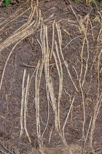 close up root of Morning glory in soil for background.