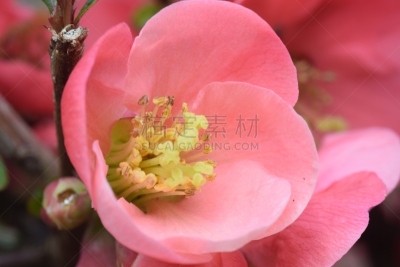 自然,红色,温柏,水平画幅,无人,皱皮木瓜,灌木,粉色,花头,德国