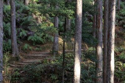 熊野古道,日本,和歌山县,海上航道,世界遗产,环境保护,小路,户外,天空,木制