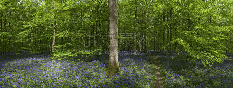 枝繁叶茂,野生植物,小路,清新,木制,forest of dean,野风信子,灌木林,林区,早晨