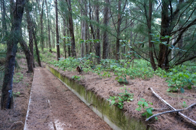 小路,森林,混凝土,木麻黄树,巴华利街,角树,阔叶树,叶状图案,生闷气的,瓦胡岛