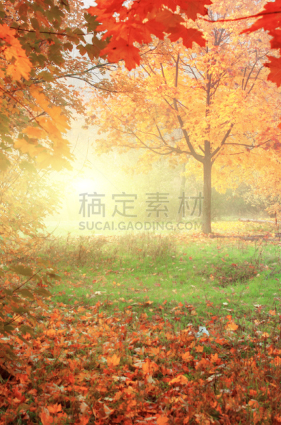 叶子,秋天,黄色,色彩鲜艳,地形,垂直画幅,无人,早晨,户外,十月