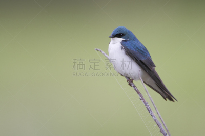 美国,树燕,特拉华,吊钩,孟买,水平画幅,无人,鸟类,北美歌雀,白色