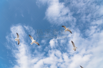 云,蓝色,动物群,天空,公亩,自然,领导能力,美国,水平画幅,地形