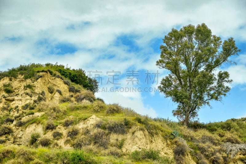 风景,荒地,意大利,巴西利卡塔大区,圣伯纳犬,大麦町,水平画幅,云,山,油橄榄树