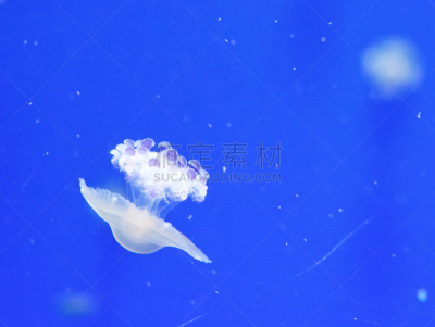水族馆,水母,大特写,水,美,水平画幅,水下,异国情调,触须,部分