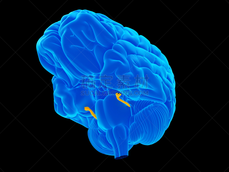 健康保健,三叉神经,水平画幅,蓝色,绘画插图,科学,计算机制图,计算机图形学,生物学