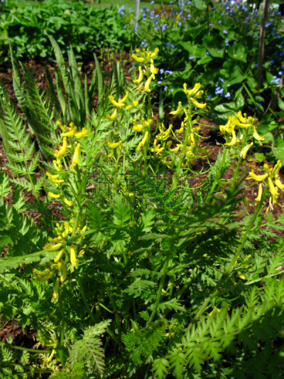 Corydalis cheilanthifolia - Farnblättriger Lerchensporn