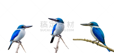 翠鸟,细的,蓝知更鸟,枝,白色背景,绿黄色科鸣鸟,分离着色,亚洲,自然,长的