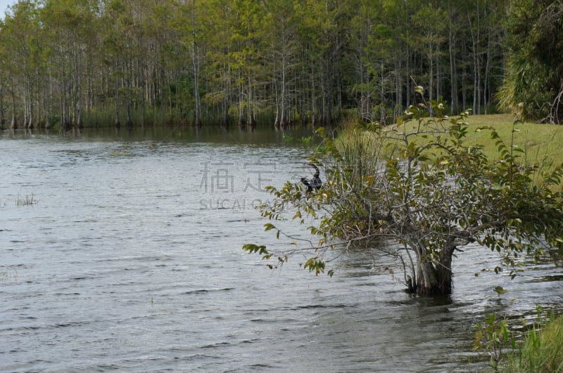 美洲蛇鸟,海湾沿海,塞普雷斯艾斯兰德,风,秋分,枝繁叶茂,动物身体部位,沼泽,湖,草