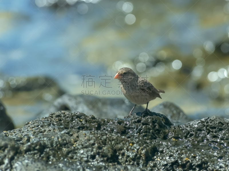 圣克鲁斯岛,中等地雀,岛,生物学,世界遗产,食品,野生动物,翅膀,北美歌雀,厄瓜多尔