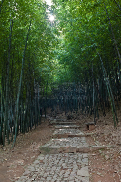 山路,垂直画幅,非都市风光,山,无人,街道,森林,户外,苏州,竹
