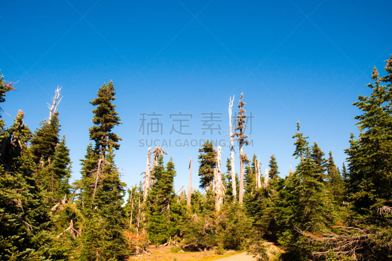 飓风山脊,奥林匹克国家公园,奥林匹克山,公园,草地,水平画幅,绿色,地形,山,无人