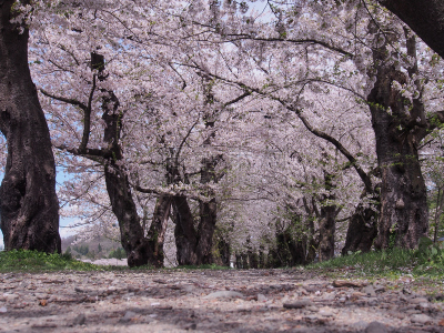 樱花,角馆,日本,秋田,水平画幅,旅行者,开花时间间隔,著名景点,风景,东北片区