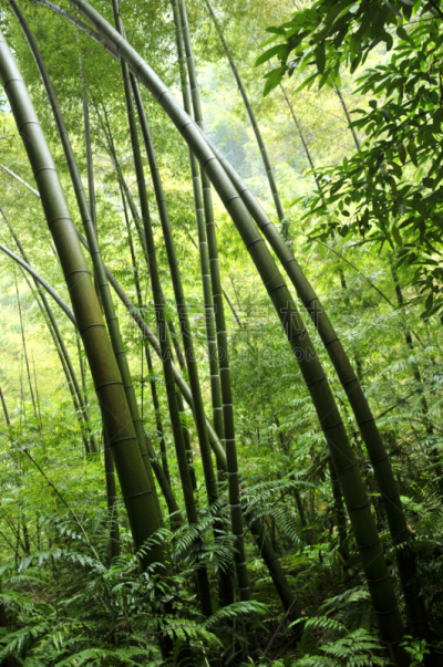 笋,竹林,熊猫,四川省,垂直画幅,选择对焦,天空,无人,户外,阳光光束