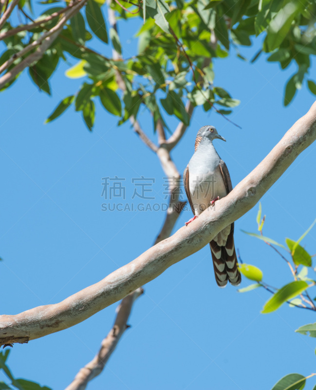 自然美,斑鸠,垂直画幅,动物身体部位,野外动物,北领地州,人的眼睛,热带气候