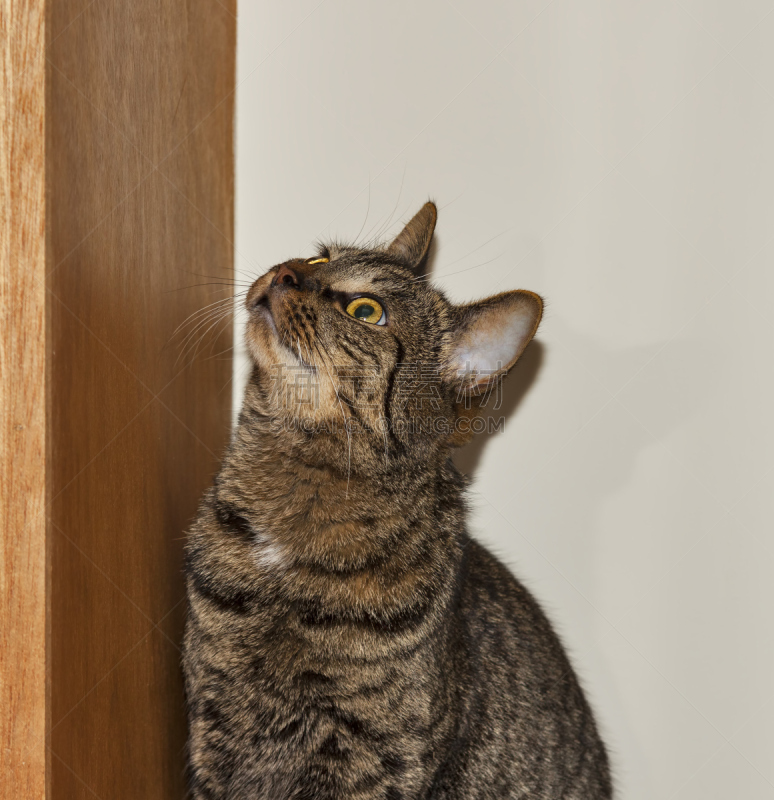 苏格兰野猫,面貌相似的人,海鳗,垂直画幅,野生猫科动物,猫科动物,苏格兰,野外动物,毛绒绒,宠物