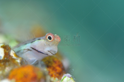 江岛无须鳚,水,水平画幅,水肺潜水,水下,野外动物,夏天,明亮,中东,礁石