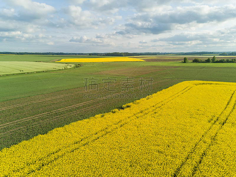油菜花,绿色,无人机,航拍视角,田地,拉脱维亚,黄色,顶部,看风景,自然