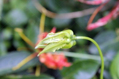 家庭,火红色百合,开花植物,百合花,火百合花,动物,鹭管鱼,爪,虎,品牌名称