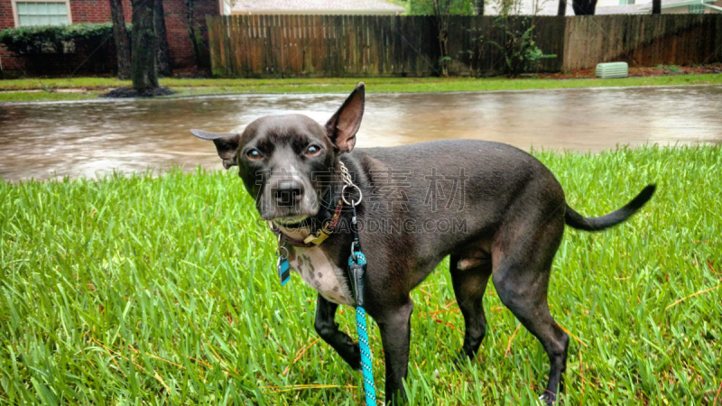 水灾,狗,飓风,水,暴风雨,水平画幅,郊区,梗犬,暴雨