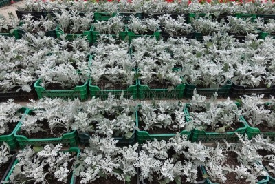 成一排,花市,盒子,美,水平画幅,枝繁叶茂,银色,无人,银叶菊,户外