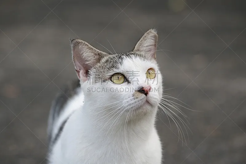 特写 猫 正面视角 美 水平画幅 注视镜头 新加坡 无人 动物身体部位 动物主题图片素材下载 稿定素材