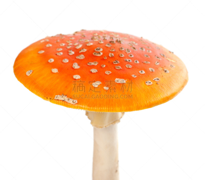 毒蝇菇,白色,红色,两翼昆虫,分离着色,伞菌,伞形毒菌,毒蘑菇,水平画幅,无人