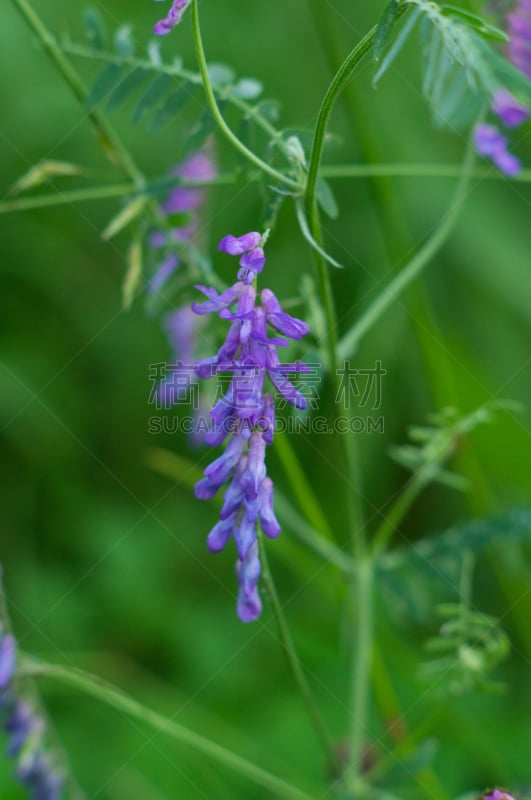 Vícia crácca flower bird vetch background