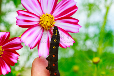 Black caterpillar with red spots in Japan