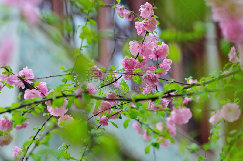 春天,樱桃,无人,自然,季节,背景,北京大学,图像,水平画幅,花朵