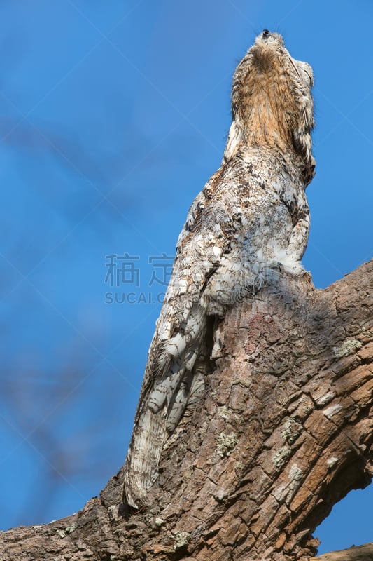 林鸱,特写,大林鸱,欧夜鹰,潘塔纳尔湿地,垂直画幅,南美,天空,伪装色,夜晚