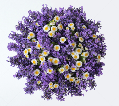 在上面,花束,白色,熏衣草,雏菊,视角,背景,美,芳香的,水平画幅