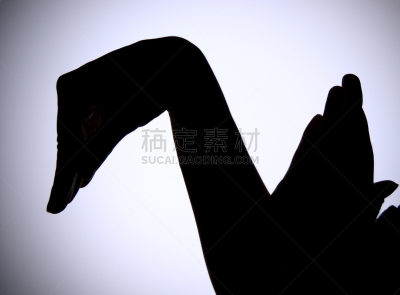 天鹅,皮影偶,白色背景,阴影对焦,木偶,鹅肉,图像,翅膀,动物身体部位,丘陵鹅